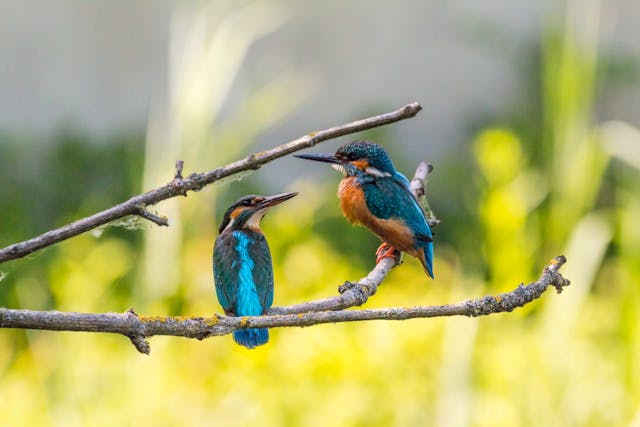 ave de colores