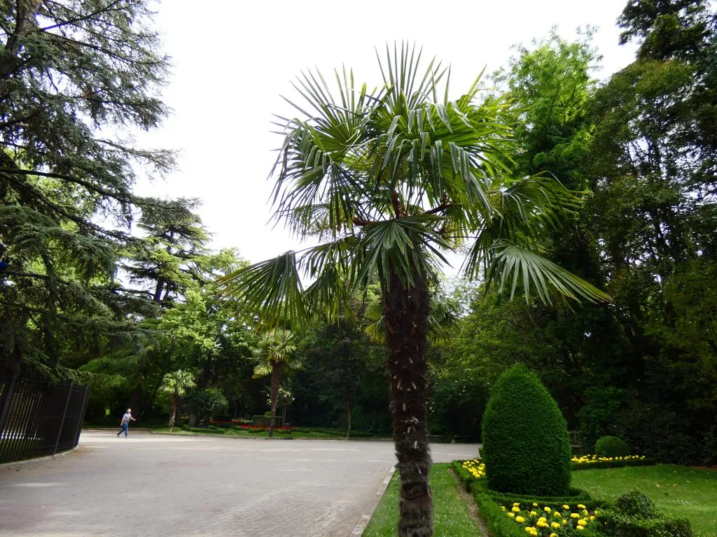 arboles del Campo Grande