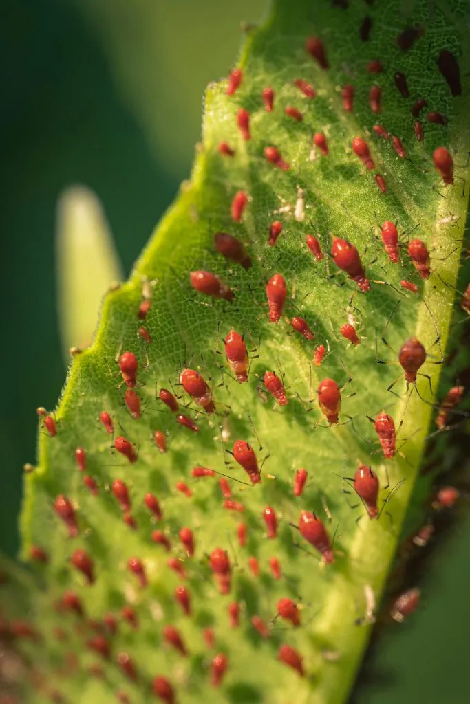 plaga de insectos en una hoja