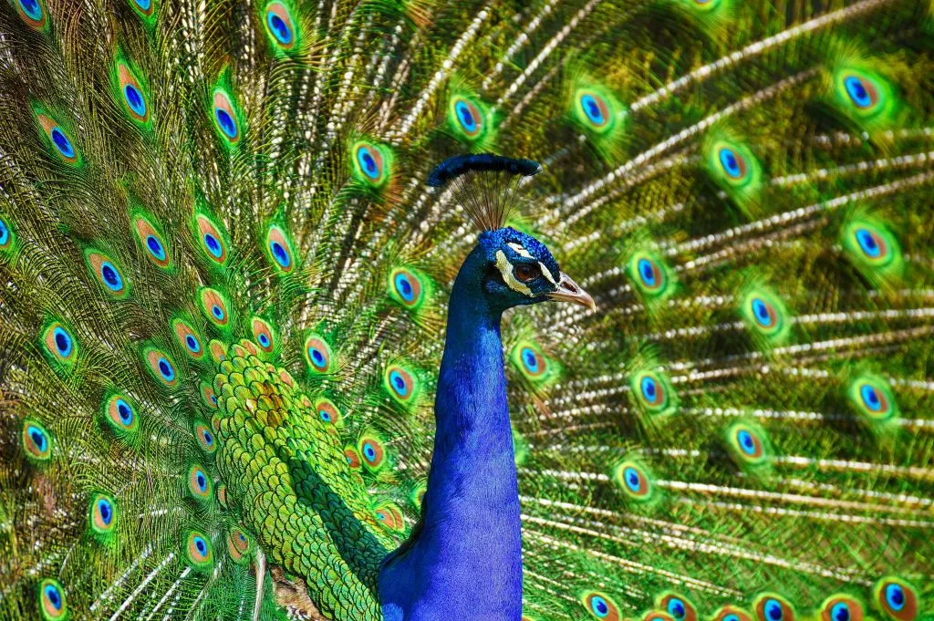 pavo real